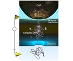 Researchers fabricate 3D-integrated nanopores to detect single DNA molecules