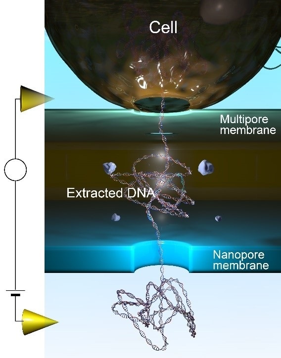 Researchers fabricate 3D-integrated nanopores to detect single DNA molecules