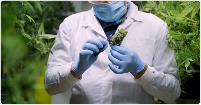 Cannabis