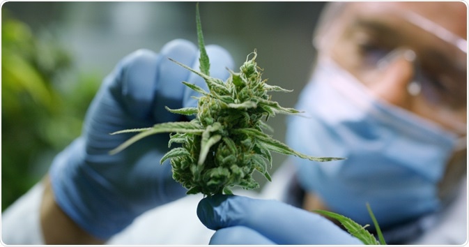 Cannabis Cannabis