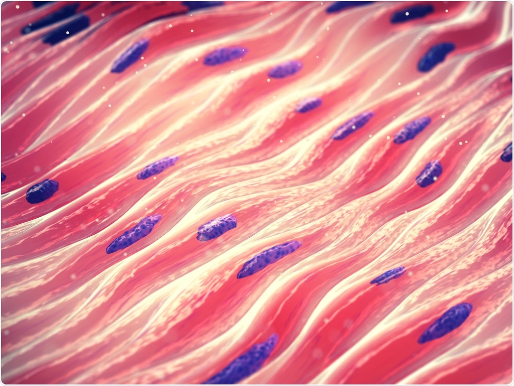 Muscle Cells Muscle Cells