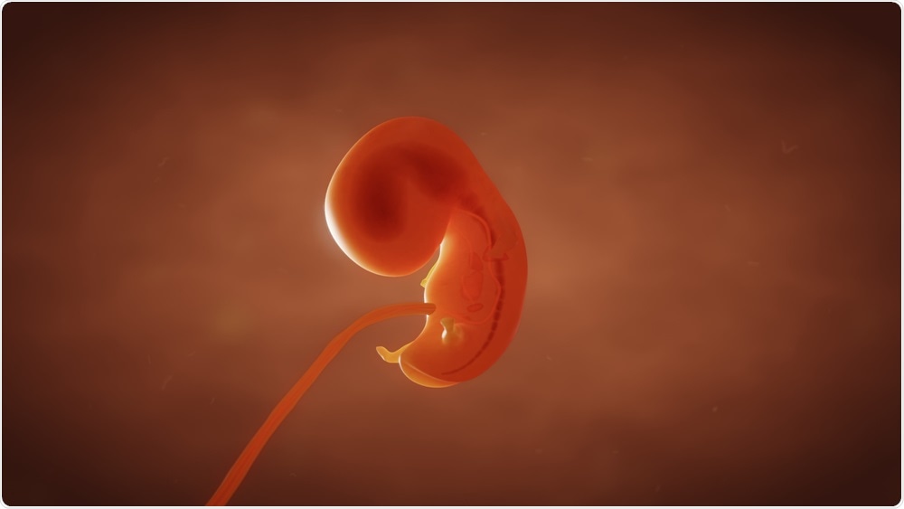 Human Embryo Human Embryo