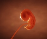 Newly developed premature cells can support early heart development