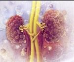 Study pinpoints genes responsible for kidney function