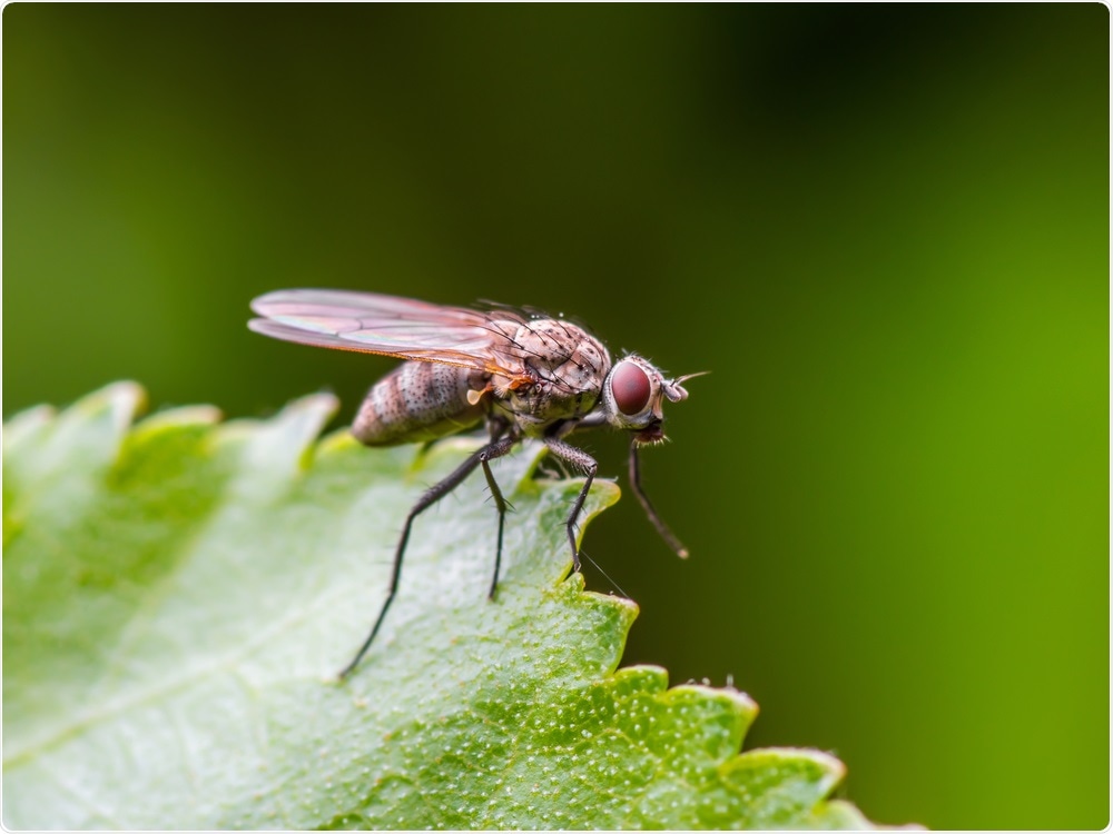 Drosophila fruit fly Drosophila fruit fly