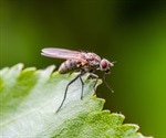 Insect olfaction could be used to help develop drug screening techniques