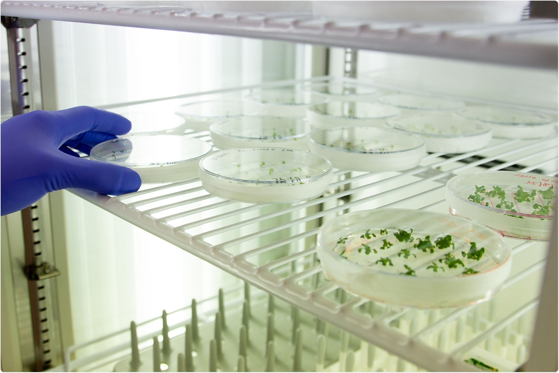 Scientists emphasize the need for commercialization in gene editing research