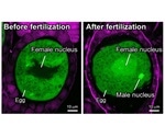 Researchers uncover the ancestral role of key transcription factors in plants