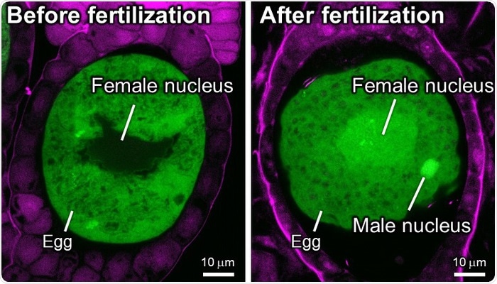 Researchers uncover the ancestral role of key transcription factors in plants