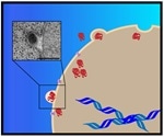 Researchers discover new pathway used by cells to remove cellular waste