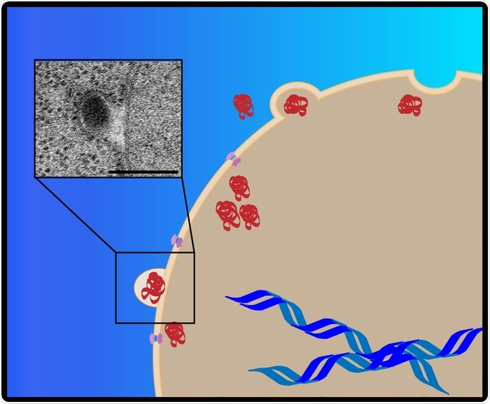 Researchers discover new pathway used by cells to remove cellular waste