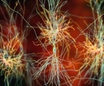 Automated computer program counts micronuclei from images of stained cells