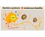 Researchers reverse Kleefstra syndrome after birth in a mouse model