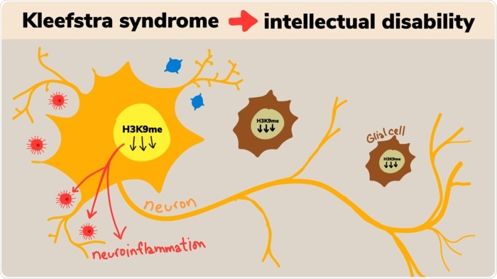 Researchers reverse Kleefstra syndrome after birth in a mouse model
