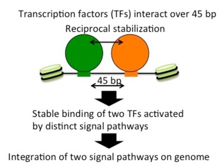 Study uncovers mechanism where two transcription factors stabilize each other’s binding to DNA