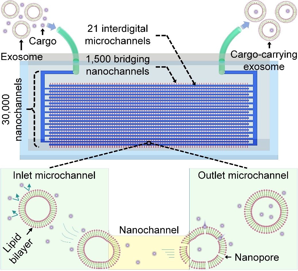 Novel nanofluidic device for exosome nanoporation