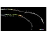Researchers explore the regulation of suberin in Arabidopsis thaliana