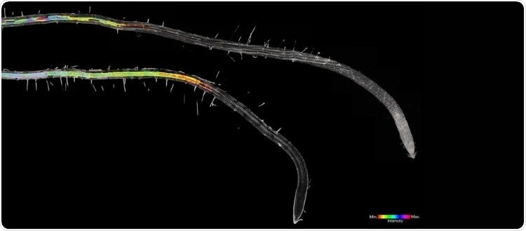 Researchers explore the regulation of suberin in Arabidopsis thaliana