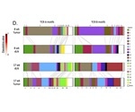 Stem-like T cells found in certain lymph nodes could be natural cancer fighters