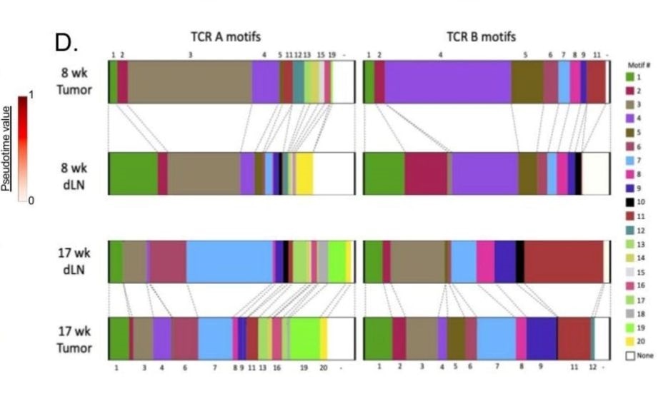 Stem-like T cells found in certain lymph nodes could be natural cancer fighters