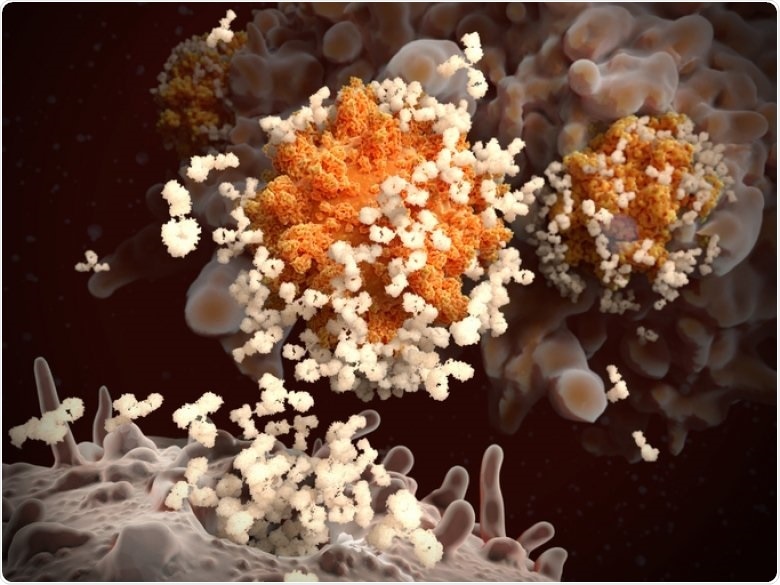 Study investigates the balance between effector B cells and memory response