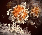 Study investigates the balance between effector B cells and memory response