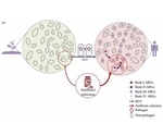 New framework to evaluate the risks of antibiotic resistance genes