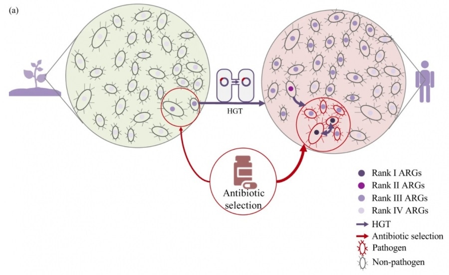New framework to evaluate the risks of antibiotic resistance genes