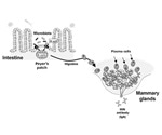 Study credits gut microbiota for the presence of maternal IgA in milk