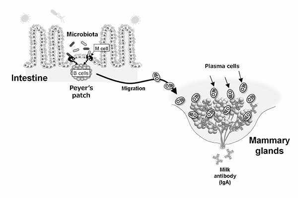 Study credits gut microbiota for the presence of maternal IgA in milk