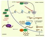 Study unravels factors involved in risiRNA generation