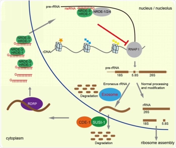 Study unravels factors involved in risiRNA generation