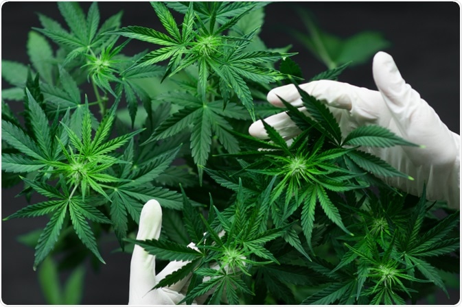 Cannabis Cannabis