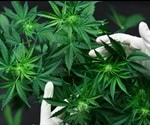 Sample Preparation Methods for Cannabis Analysis