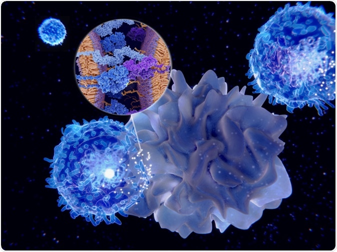 T Cell T Cell