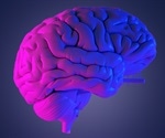Study identifies vital factor involved in the evolution of the human brain