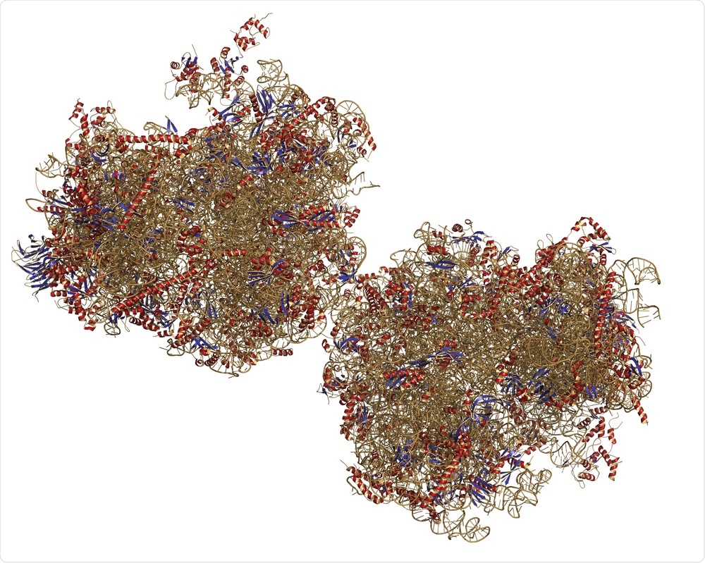 Ribosome