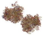 Researchers capture the assembly of ribosomes within human cells