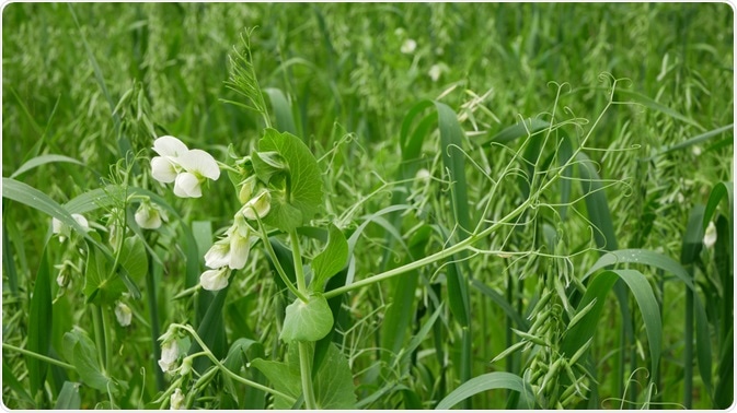 Cover Crops Cover Crops