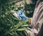 Analyzing the Carbon Footprint of Cannabis