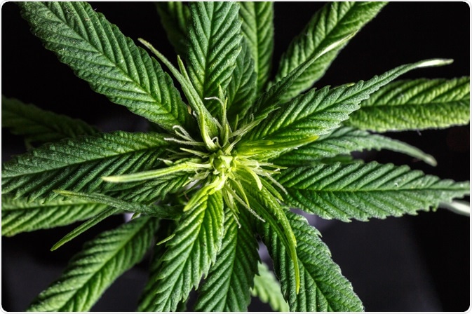 Hemp Plant Hemp Plant