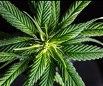 Distinguishing the Differences between Hemp and Marijuana