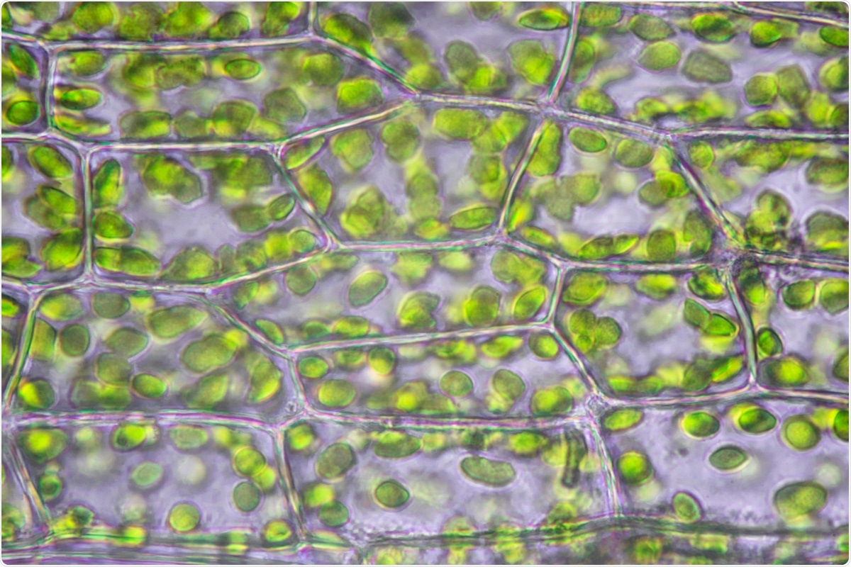 Chloroplasts
