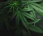 Researchers analyze the effects of using tetrahydrocannabinol during pregnancy