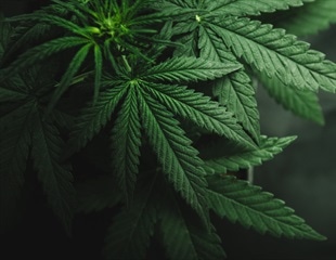 Researchers analyze the effects of using tetrahydrocannabinol during pregnancy