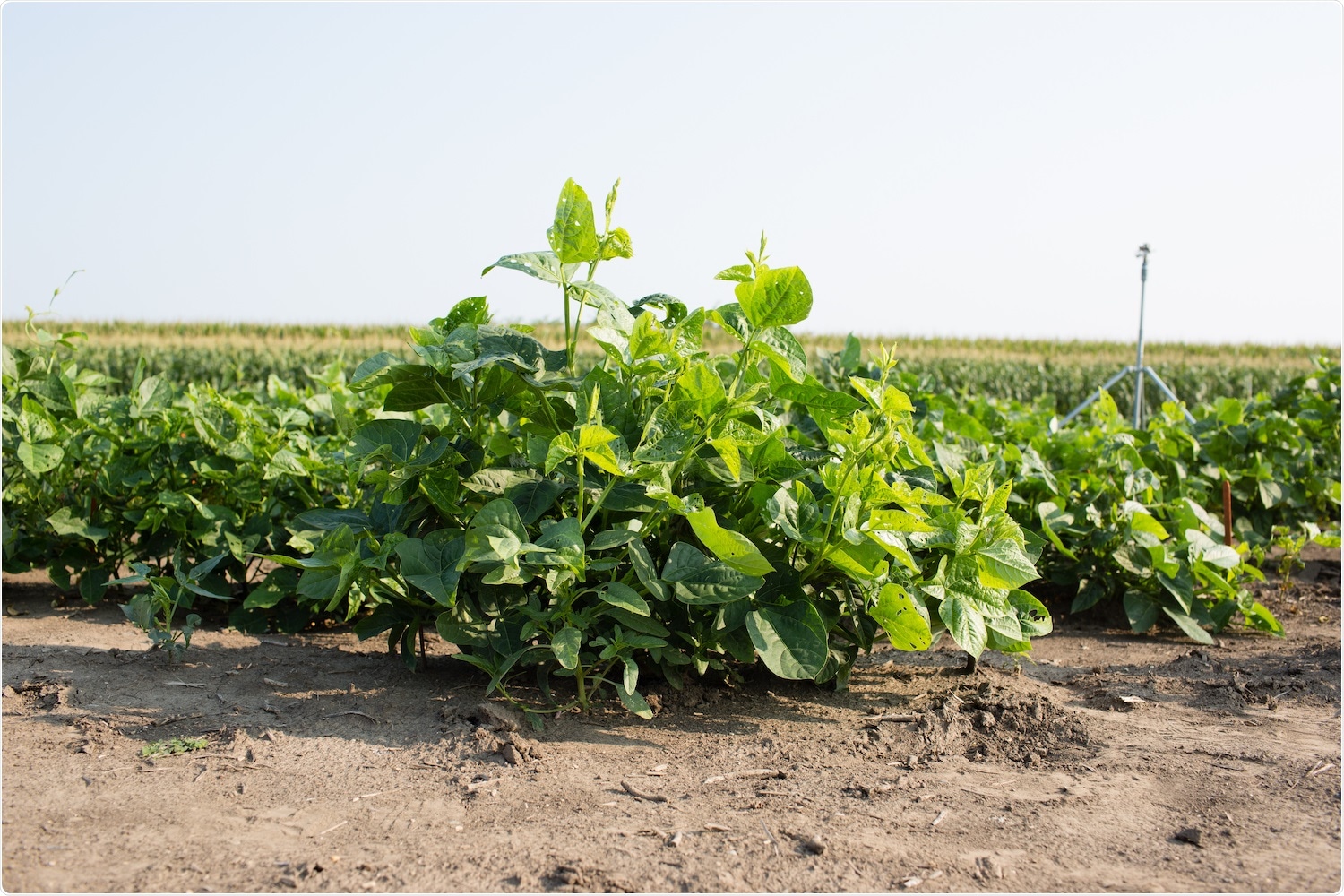 Researchers discover new imperfection in the way Rubisco functions in cowpea
