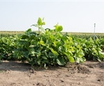 Researchers discover new imperfection in the way Rubisco functions in cowpea
