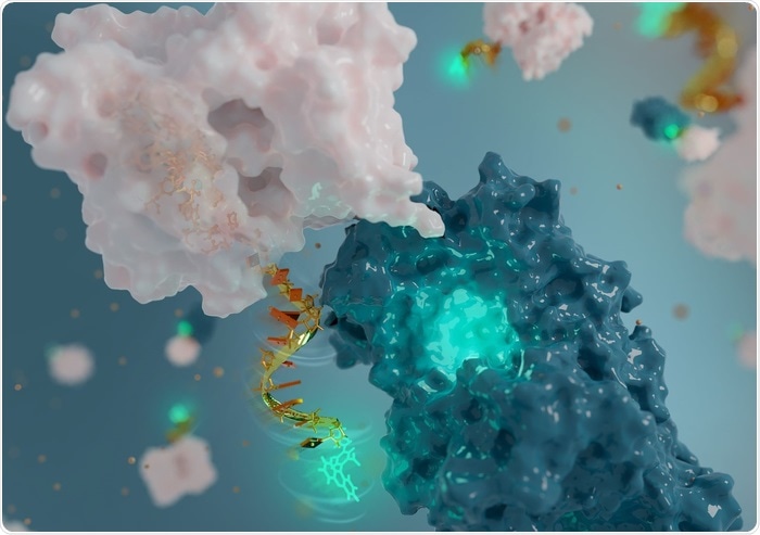 Scientists develop DNA-based fluorescent nanoantenna to evaluate protein activity