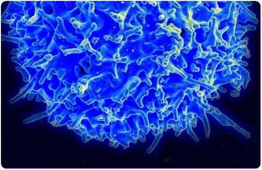 Research provides novel insights on cancer immunotherapy