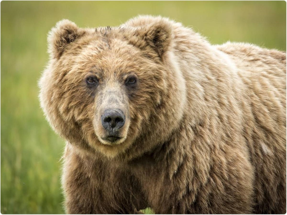 Experts analyze ancient DNA to solve the mass extinctions of lions and bears
